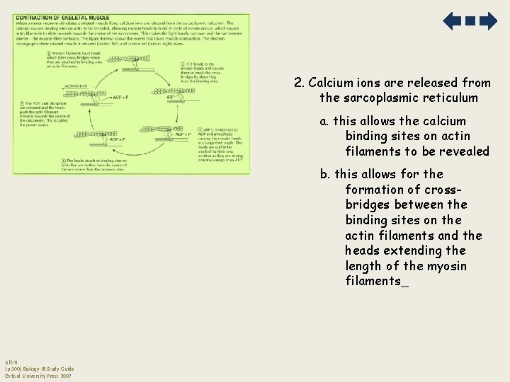 2. Calcium ions are released from the sarcoplasmic reticulum a. this allows the calcium