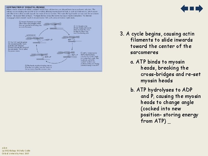 3. A cycle begins, causing actin filaments to slide inwards toward the center of