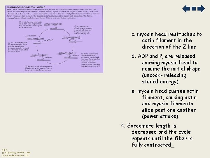 c. myosin head reattaches to actin filament in the direction of the Z line