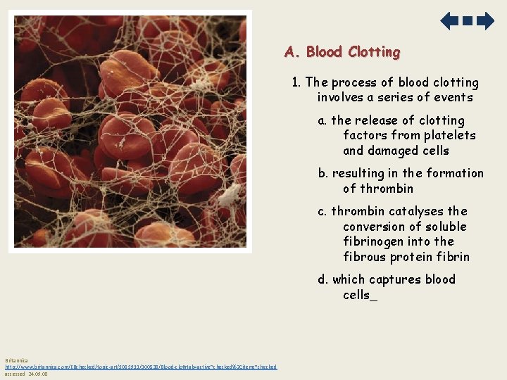 A. Blood Clotting 1. The process of blood clotting involves a series of events