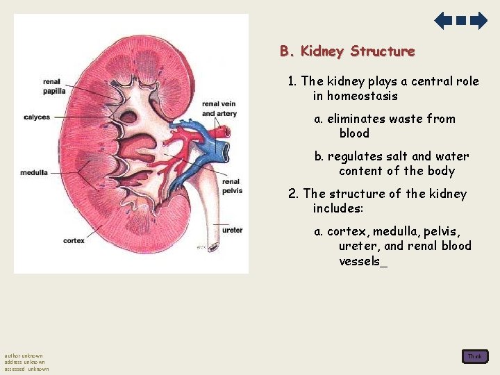 B. Kidney Structure 1. The kidney plays a central role in homeostasis a. eliminates