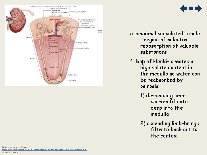 e. proximal convoluted tubule - region of selective reabsorption of valuable substances f. loop