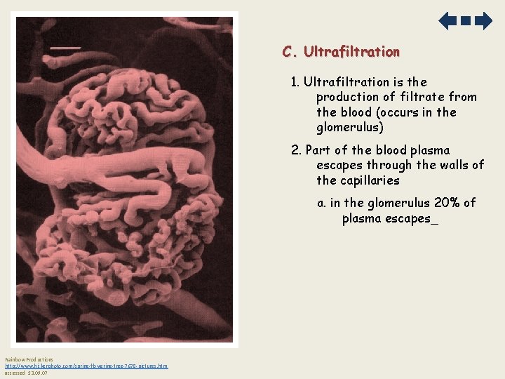 C. Ultrafiltration 1. Ultrafiltration is the production of filtrate from the blood (occurs in
