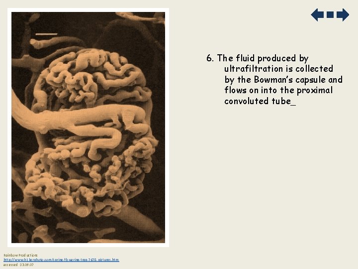 6. The fluid produced by ultrafiltration is collected by the Bowman’s capsule and flows