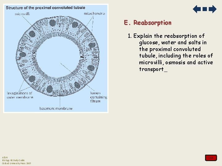 E. Reabsorption 1. Explain the reabsorption of glucose, water and salts in the proximal