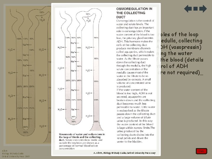 2. Explain the roles of the loop of Henlé, medulla, collecting duct and ADH