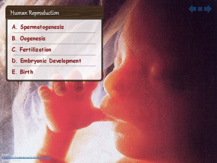 Human Reproduction A. Spermatogenesis B. Oogenesis C. Fertilization D. Embryonic Development E. Birth Blogger