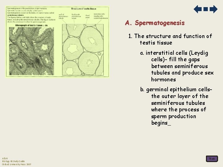 A. Spermatogenesis 1. The structure and function of testis tissue a. interstitial cells (Leydig