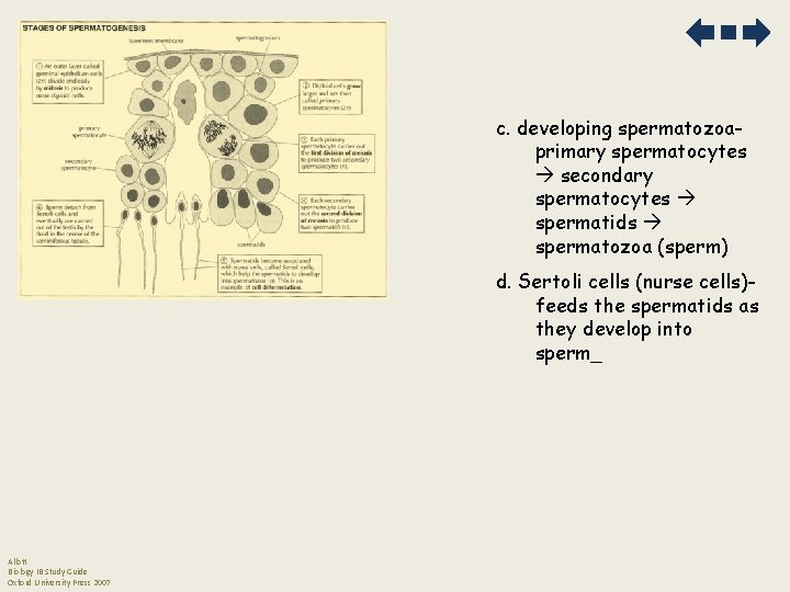 c. developing spermatozoaprimary spermatocytes secondary spermatocytes spermatids spermatozoa (sperm) d. Sertoli cells (nurse cells)feeds