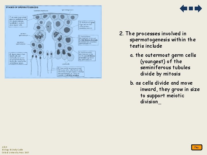 2. The processes involved in spermatogenesis within the testis include a. the outermost germ