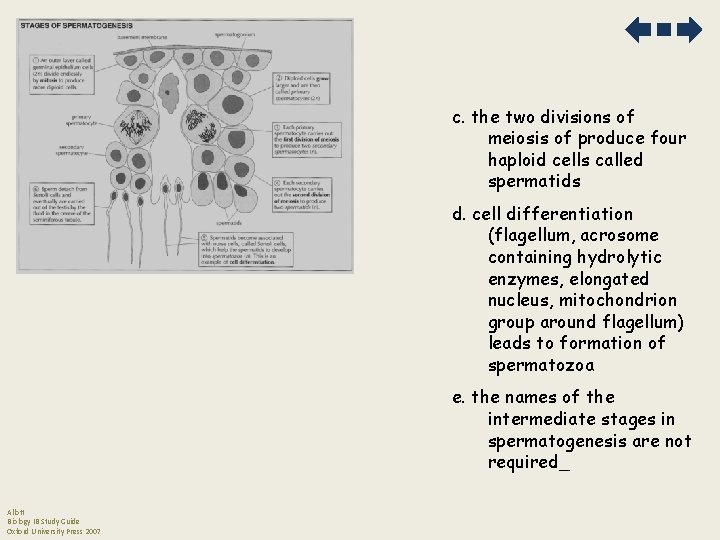c. the two divisions of meiosis of produce four haploid cells called spermatids d.