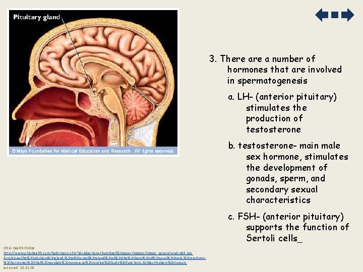 3. There a number of hormones that are involved in spermatogenesis a. LH- (anterior