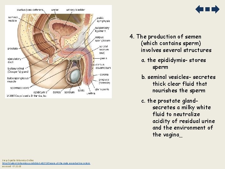 4. The production of semen (which contains sperm) involves several structures a. the epididymis-