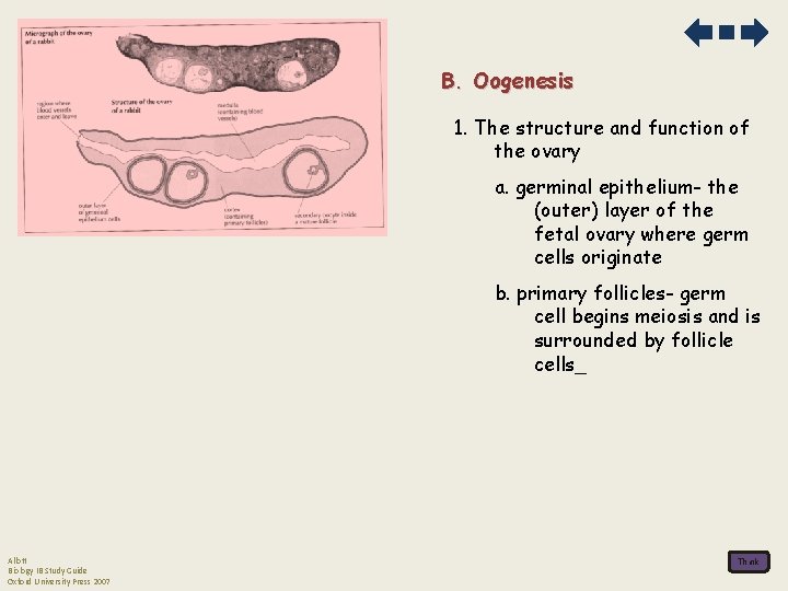 B. Oogenesis 1. The structure and function of the ovary a. germinal epithelium- the