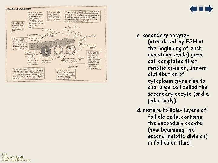 c. secondary oocyte(stimulated by FSH at the beginning of each menstrual cycle) germ cell