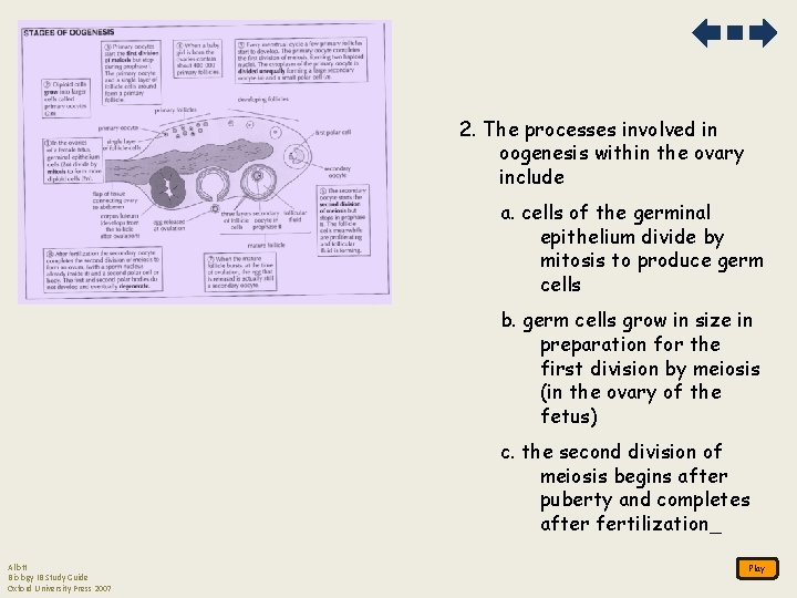 2. The processes involved in oogenesis within the ovary include a. cells of the