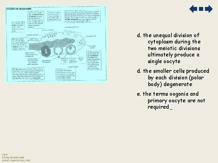 d. the unequal division of cytoplasm during the two meiotic divisions ultimately produce a