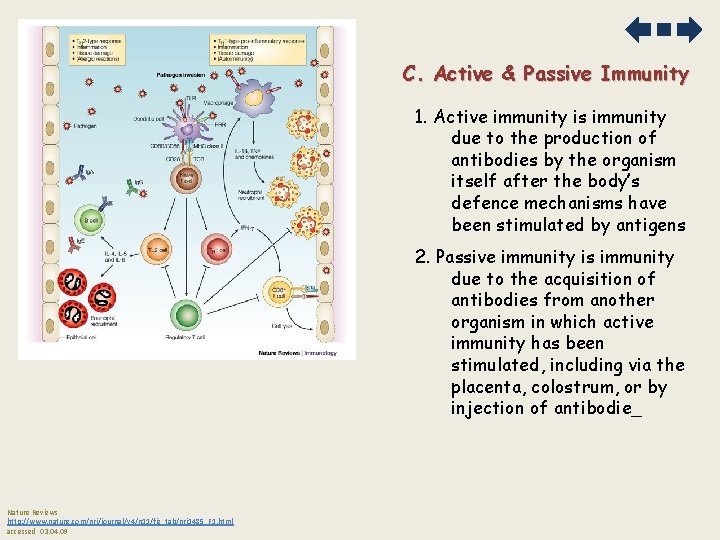 C. Active & Passive Immunity 1. Active immunity is immunity due to the production