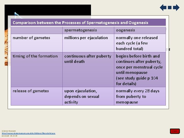 Comparison between the Processes of Spermatogenesis and Oogenesis 3. Compare the processes of oogenesis