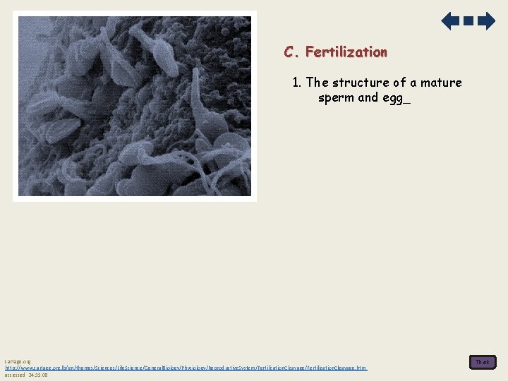 C. Fertilization 1. The structure of a mature sperm and egg_ cartage. org http: