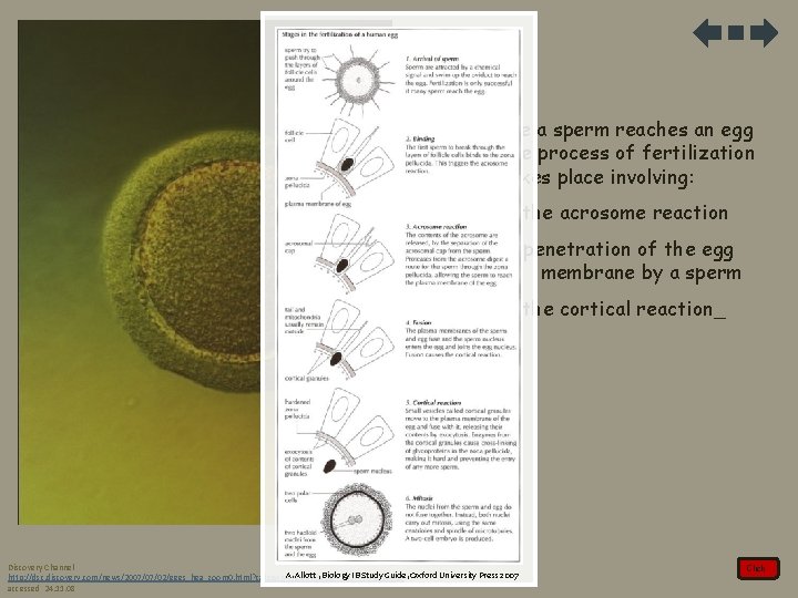 2. Once a sperm reaches an egg the process of fertilization takes place involving: