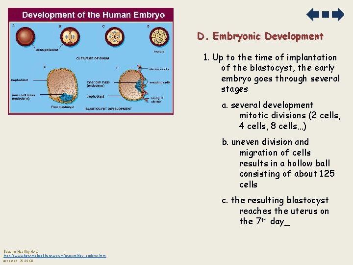 D. Embryonic Development 1. Up to the time of implantation of the blastocyst, the