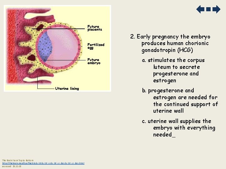 2. Early pregnancy the embryo produces human chorionic gonadotropin (HCG) a. stimulates the corpus