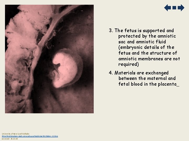 3. The fetus is supported and protected by the amniotic sac and amniotic fluid