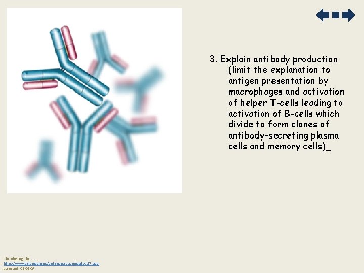 3. Explain antibody production (limit the explanation to antigen presentation by macrophages and activation
