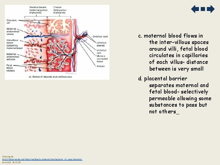 c. maternal blood flows in the inter-villous spaces around villi, fetal blood circulates in