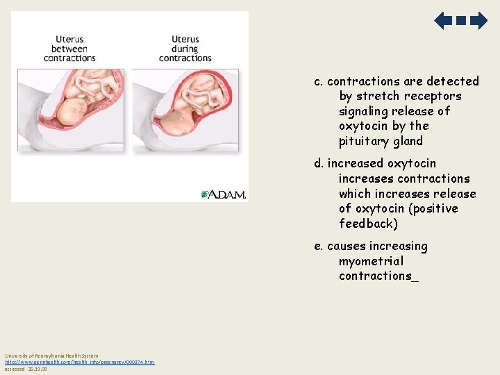 c. contractions are detected by stretch receptors signaling release of oxytocin by the pituitary