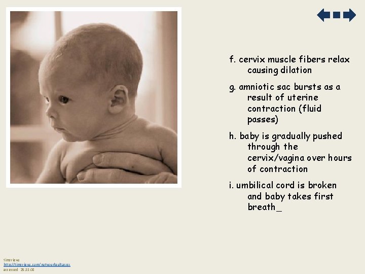 f. cervix muscle fibers relax causing dilation g. amniotic sac bursts as a result
