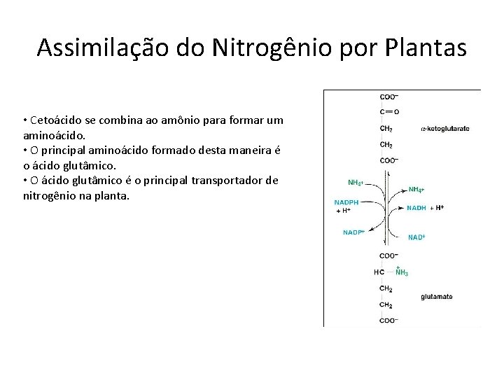 Assimilação do Nitrogênio por Plantas • Cetoácido se combina ao amônio para formar um