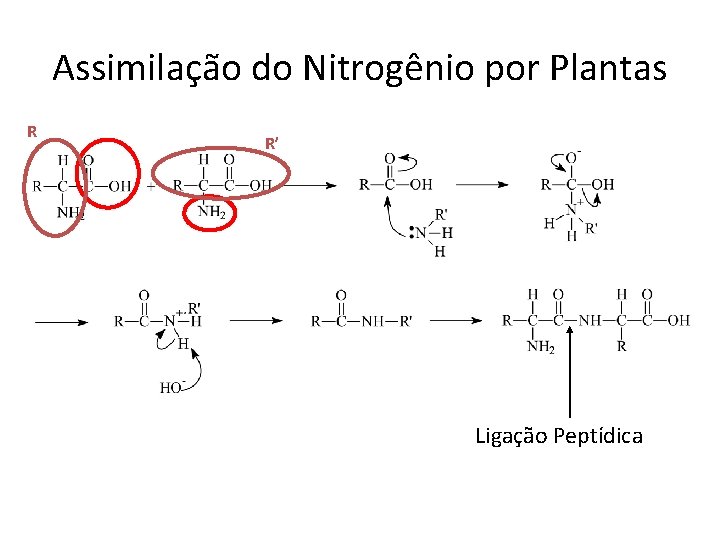 Assimilação do Nitrogênio por Plantas R R’ Ligação Peptídica 