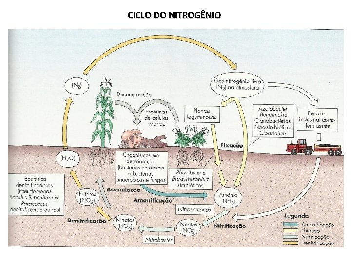 CICLO DO NITROGÊNIO 