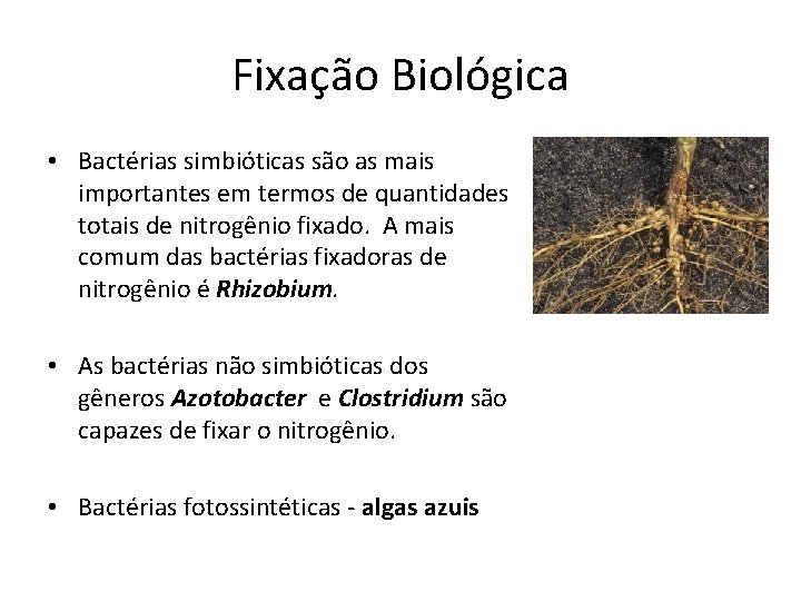 Fixação Biológica • Bactérias simbióticas são as mais importantes em termos de quantidades totais