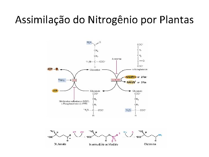 Assimilação do Nitrogênio por Plantas 