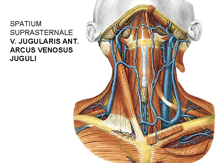 SPATIUM SUPRASTERNALE V. JUGULARIS ANT. ARCUS VENOSUS JUGULI 