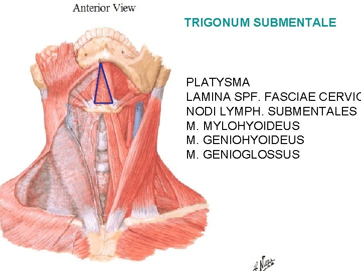 TRIGONUM SUBMENTALE PLATYSMA LAMINA SPF. FASCIAE CERVIC NODI LYMPH. SUBMENTALES M. MYLOHYOIDEUS M. GENIOGLOSSUS