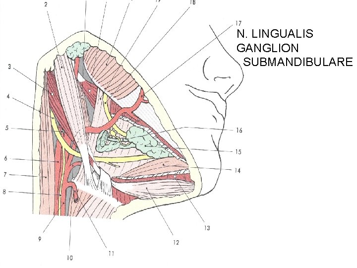 N. LINGUALIS GANGLION SUBMANDIBULARE 