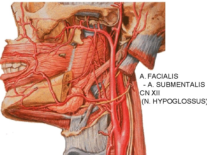 A. FACIALIS - A. SUBMENTALIS CN XII (N. HYPOGLOSSUS) 