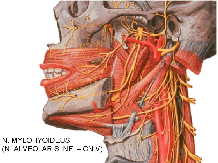 N. MYLOHYOIDEUS (N. ALVEOLARIS INF. – CN V) 