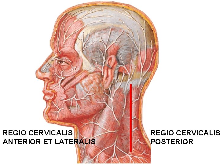 REGIO CERVICALIS ANTERIOR ET LATERALIS REGIO CERVICALIS POSTERIOR 