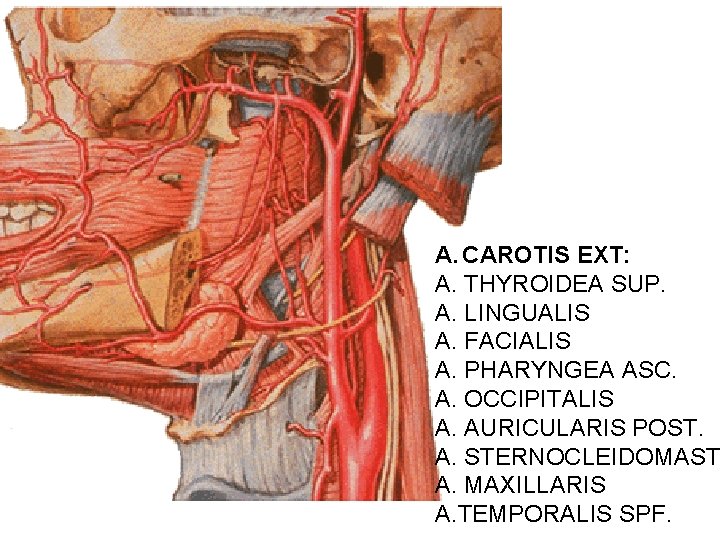 A. CAROTIS EXT: A. THYROIDEA SUP. A. LINGUALIS A. FACIALIS A. PHARYNGEA ASC. A.