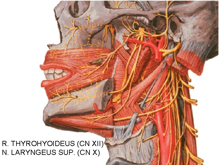 R. THYROHYOIDEUS (CN XII) N. LARYNGEUS SUP. (CN X) 