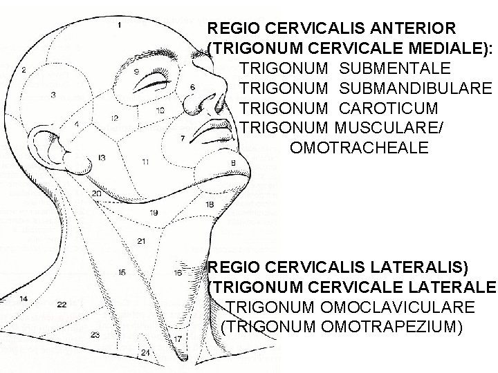 REGIO CERVICALIS ANTERIOR (TRIGONUM CERVICALE MEDIALE): TRIGONUM SUBMENTALE TRIGONUM SUBMANDIBULARE TRIGONUM CAROTICUM TRIGONUM MUSCULARE/