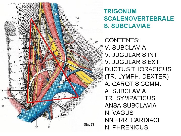 TRIGONUM SCALENOVERTEBRALE S. SUBCLAVIAE CONTENTS: V. SUBCLAVIA V. JUGULARIS INT. V. JUGULARIS EXT. DUCTUS