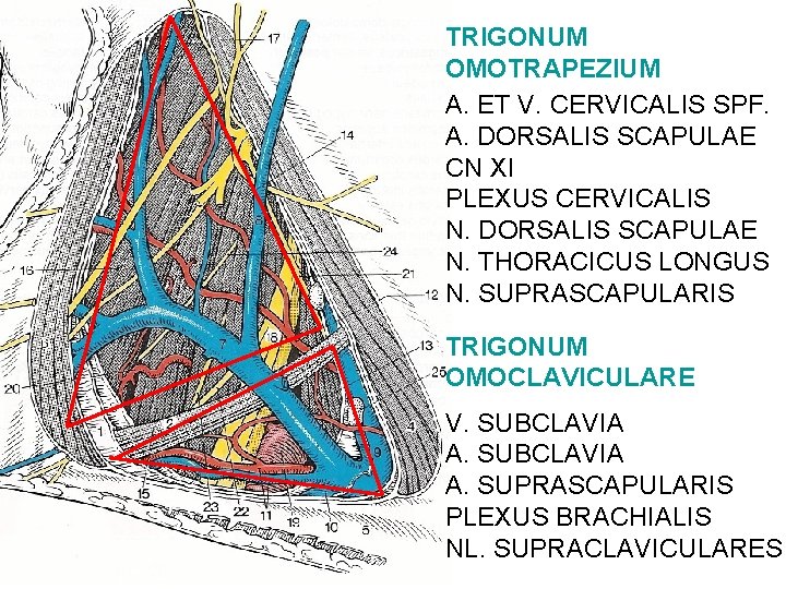 TRIGONUM OMOTRAPEZIUM A. ET V. CERVICALIS SPF. A. DORSALIS SCAPULAE CN XI PLEXUS CERVICALIS