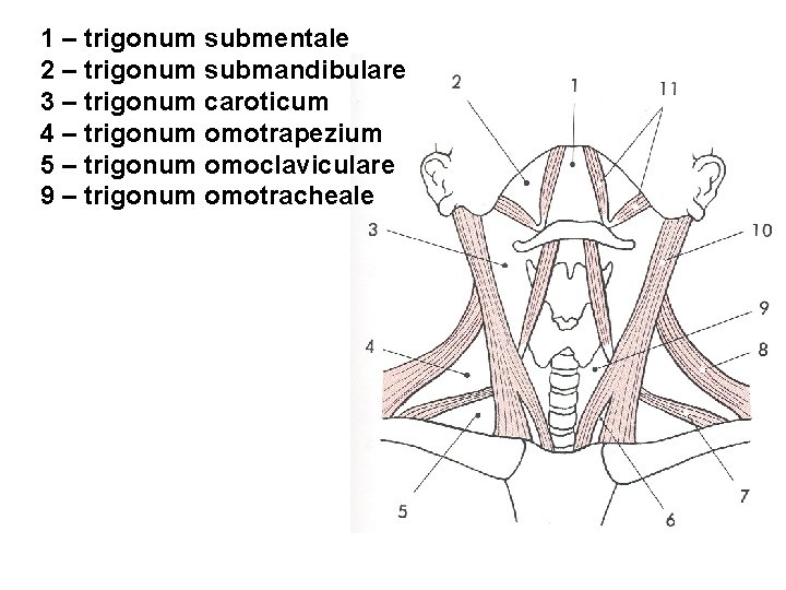 1 – trigonum submentale 2 – trigonum submandibulare 3 – trigonum caroticum 4 –