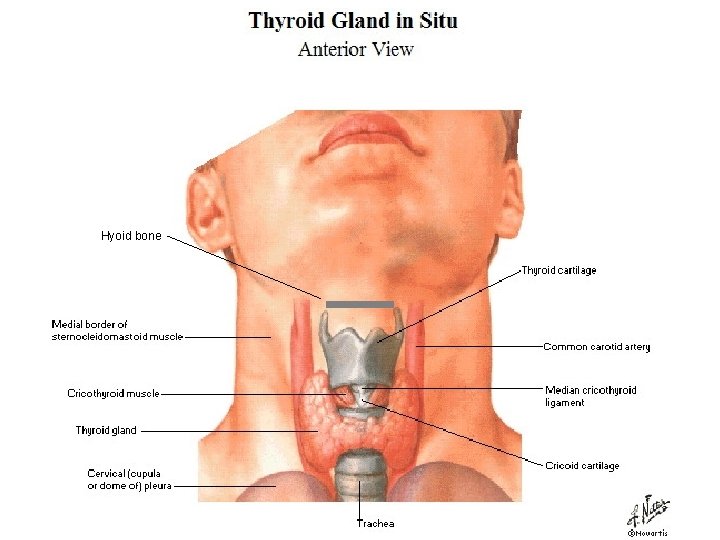 Hyoid bone 